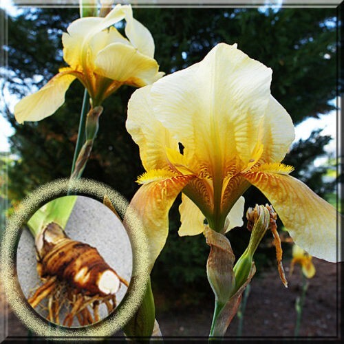 2 Tall Bearded Iris Yellow Iris 2” -3″ Rhizomes Live Plant Bulb