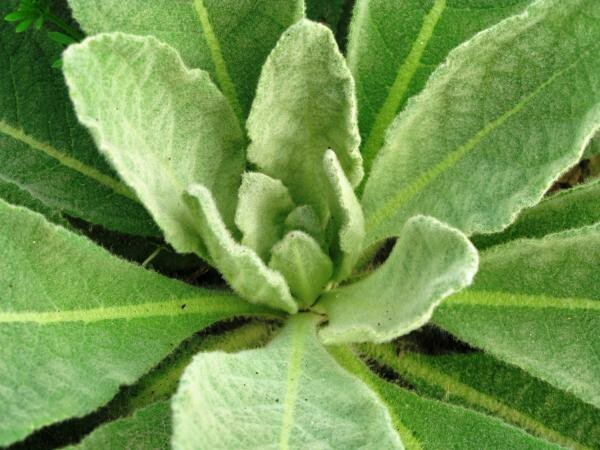 Mullein Seed, (Verbascum Thapsus) Organic