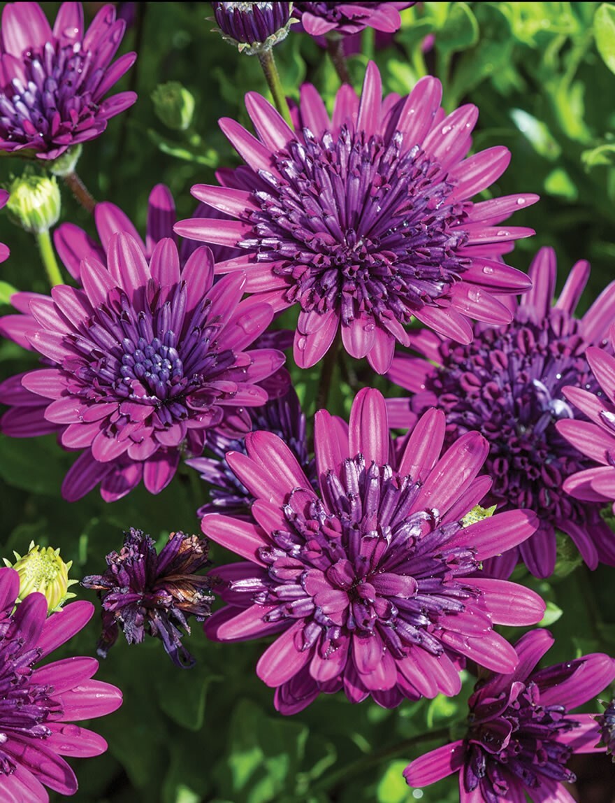 50+ Blue & Purple 3D Cape Daisy Seeds for Garden Planting – USA – FREE SHIPPING!