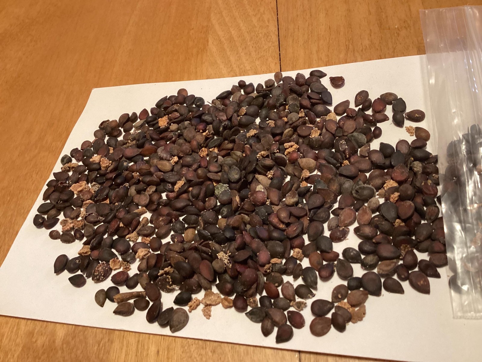 Asian Pear Tree Seeds (Pyrus Pyrifolia) Chinese Sand Pear