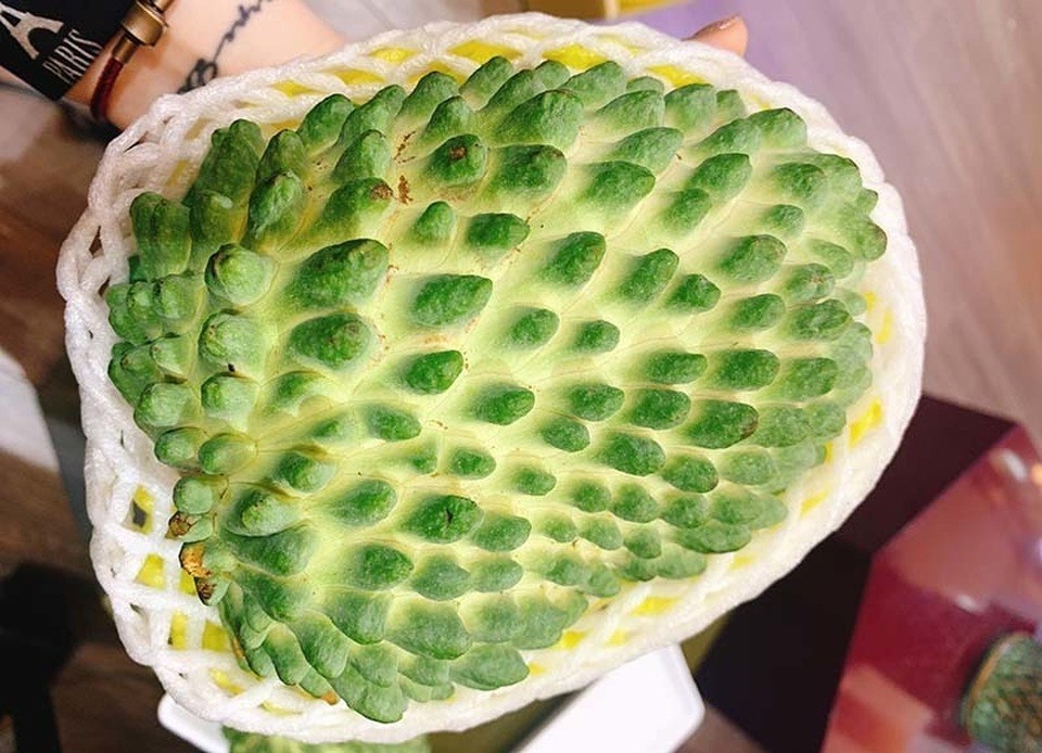 VERY RARE Imperial Velvet Durian Atemoya Giant Fruit • Uniform Spikes • Premium