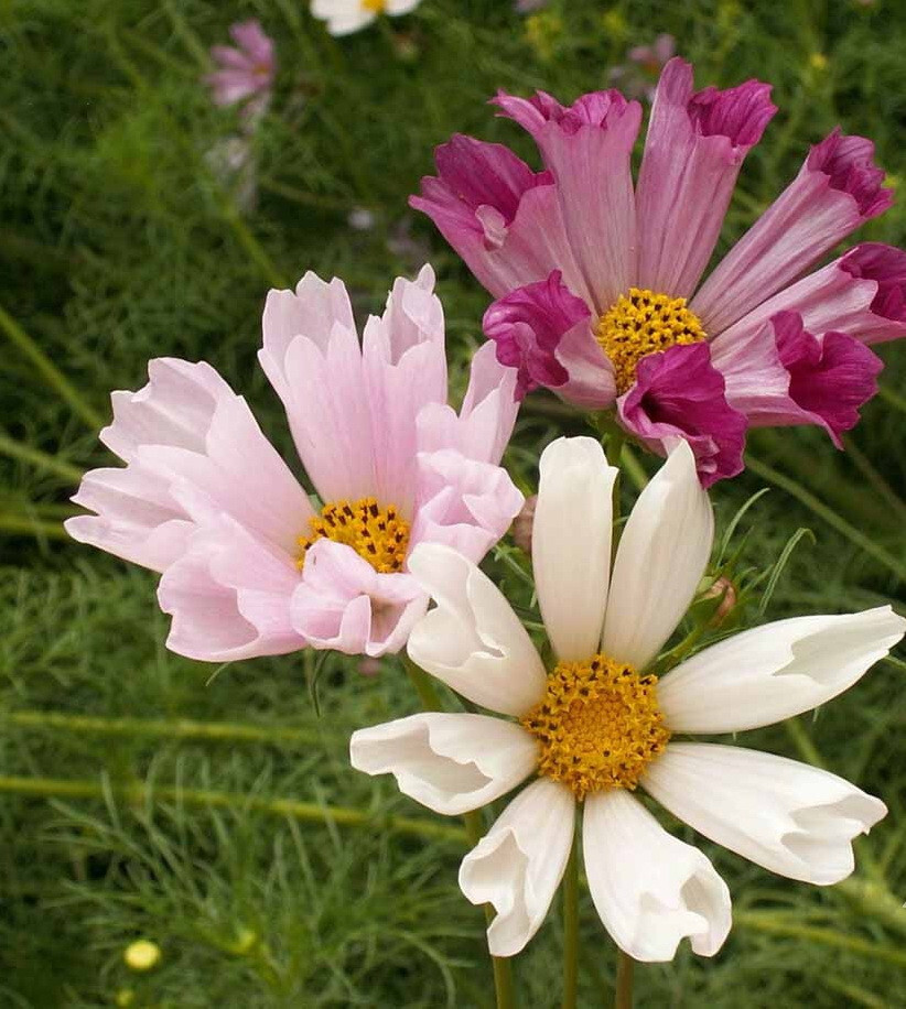 1oz Cosmos Flower Seeds Sea Shells Bipinnatus (Approx 4500 Seeds)