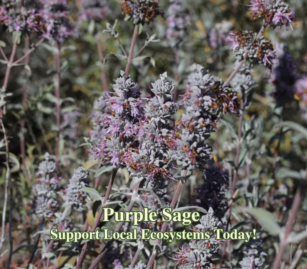 Purple Sage California Native Seeds Salvia Leucophylla Pollinator Seed For Moth