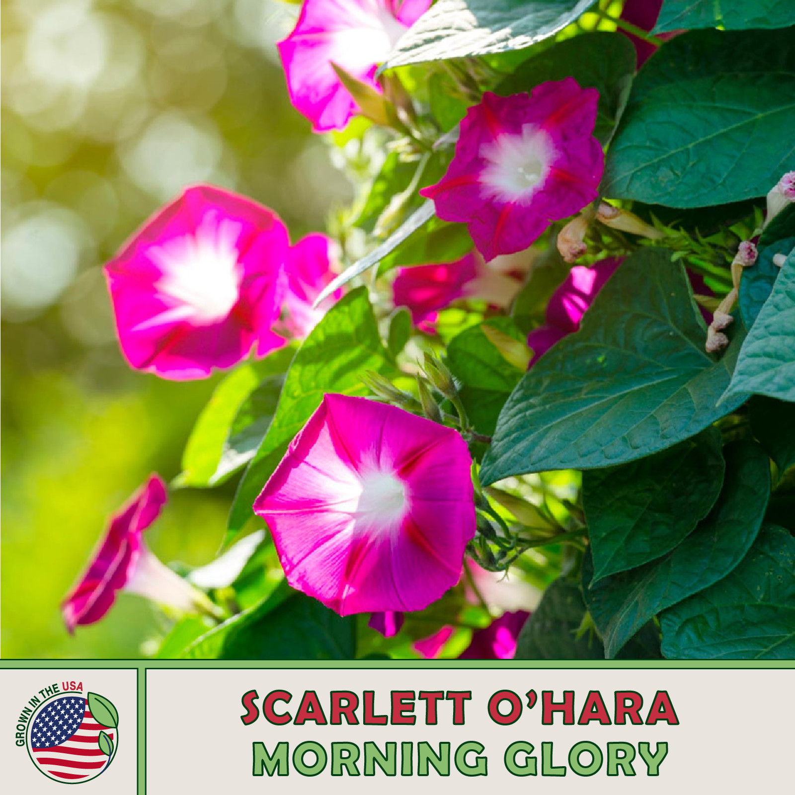 50 Scarlett O’Hara Morning Glory Seeds, Ipomea nil, AAS Gold Medal Winner!