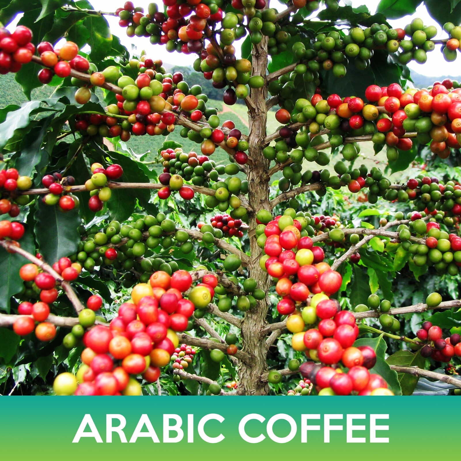 Arabic Coffee Tree Seeds, Combined Shipping on 500+ Seed Varieties! Flat Shippin