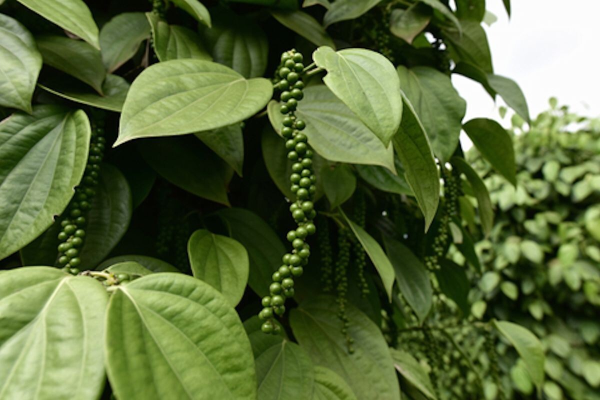 Tropical Seeds – Black Pepepr Spice- Piper Nigrum -20 Seeds – See Listing Below