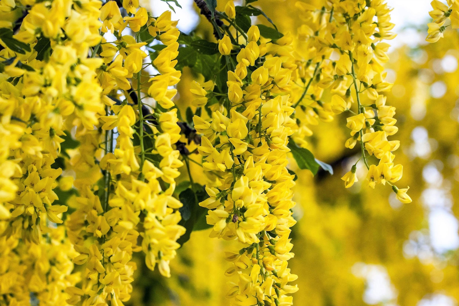 25 SIBERIAN PEASHRUB Caragana Arborescens Peatree Yellow Flower Vegetable Seeds