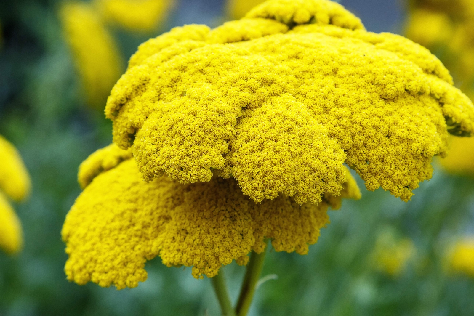250 GOLD Golden Yellow YARROW Achillea Millefolium Flower Seeds