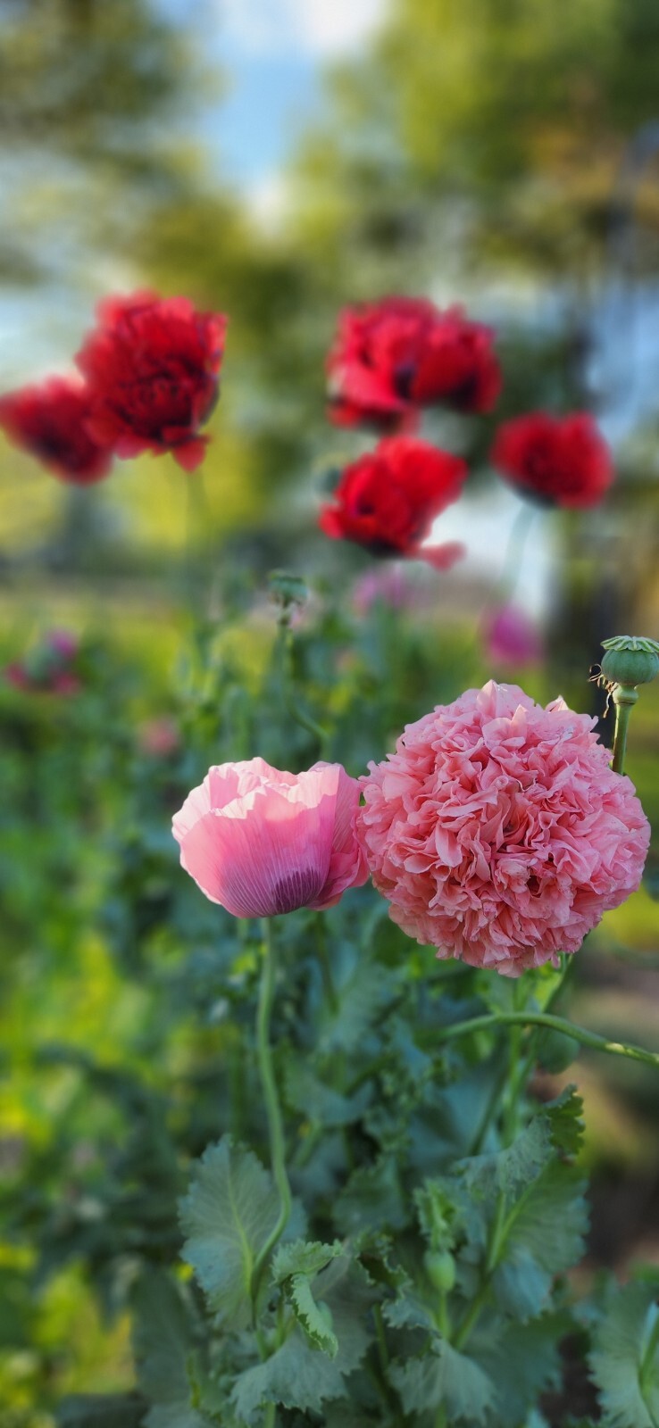Variety Poppy Seed Mix Papever Somniferum Seeds 1000 Seeds Easy Germinate