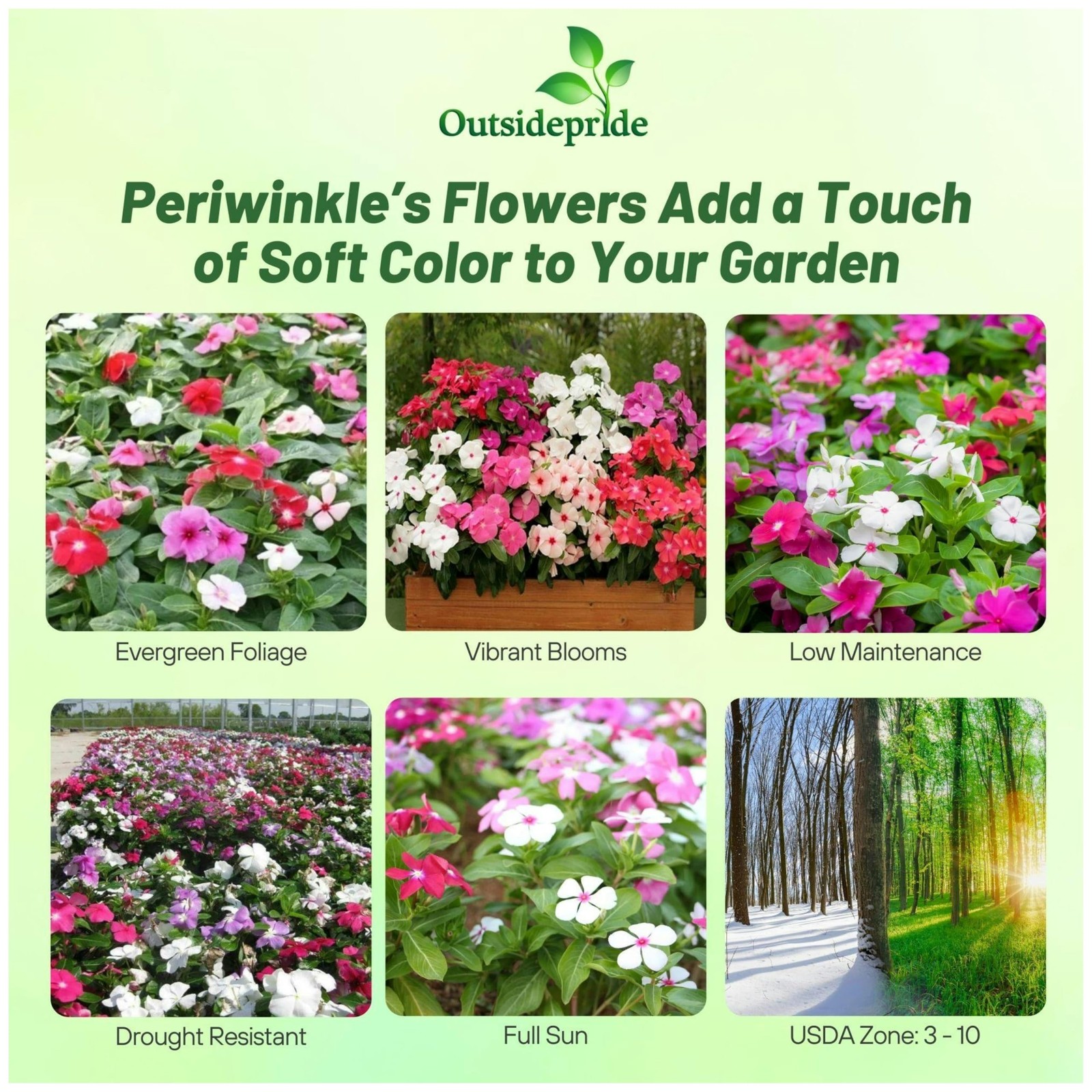 Periwinkle Seeds 2000 Pcs Annual Fast-Blooming Heat & Drought Tolerant – Ideal