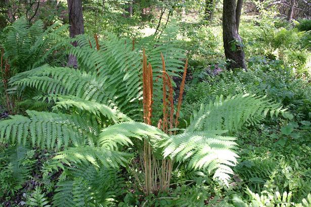 1 Cinnamon Fern Wild Native~WOODLAND GARDEN~ Naturalize BARE ROOT CROWN