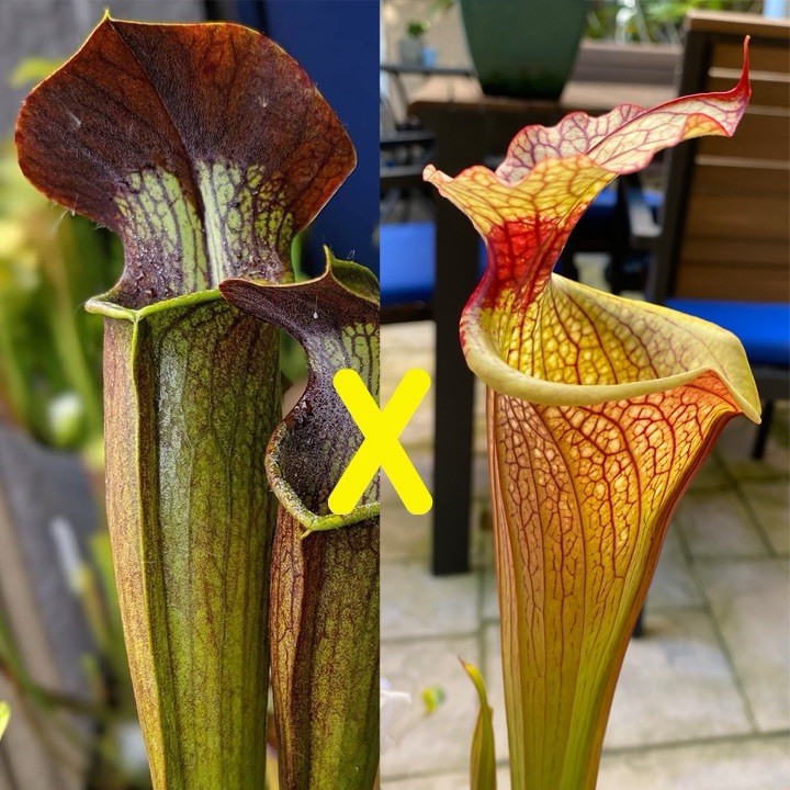 Sarracenia Seeds – Alata Night x Leah Wilkerson – Fresh 2025 Seeds