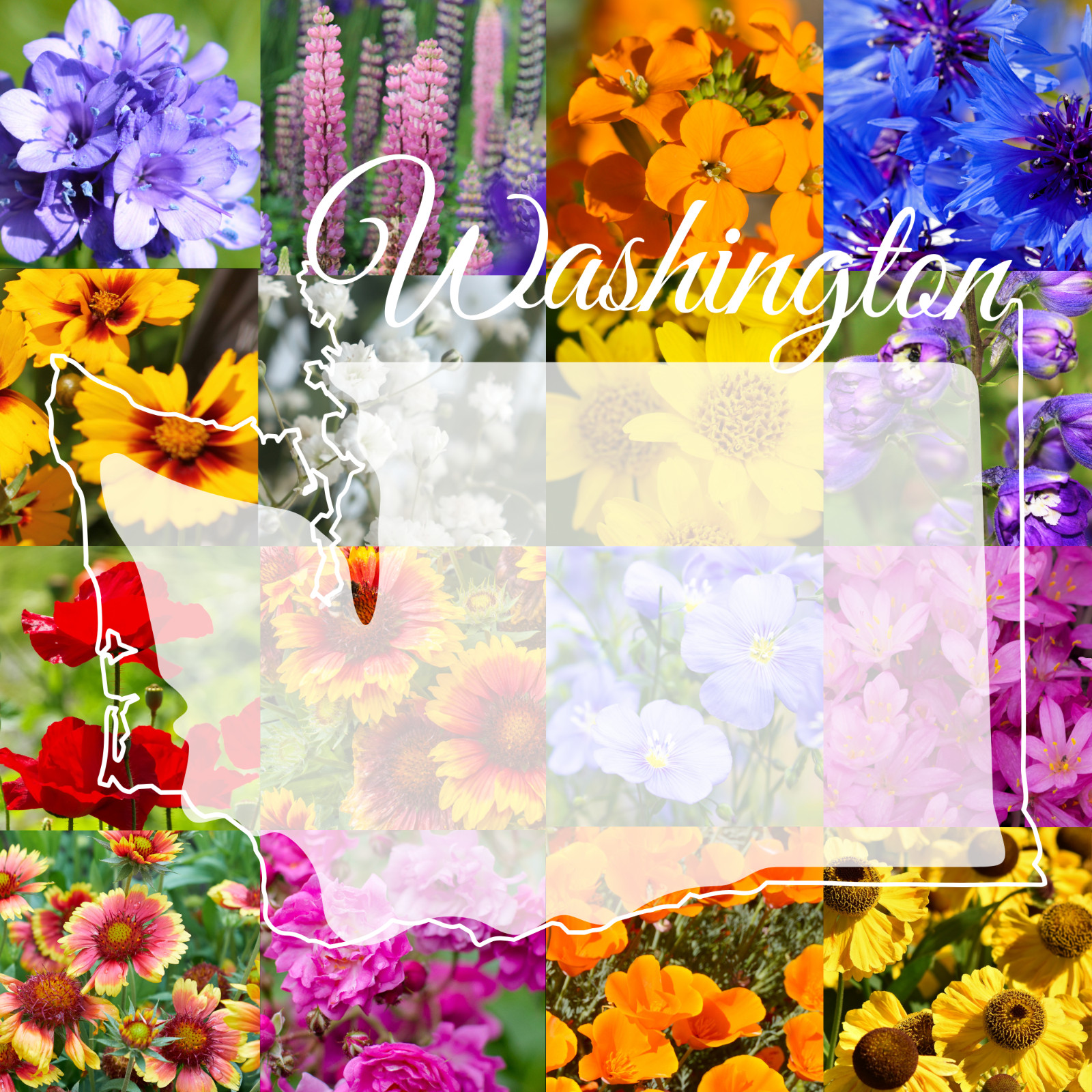 1/4 Pound Eastern Washington Bulk Wildflower Seed Mix 1/4lb Covers 800sq-ft