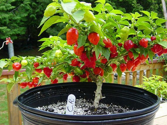 CARRIBEAN RED HABANERO PEPPER SEEDS NON-GMO