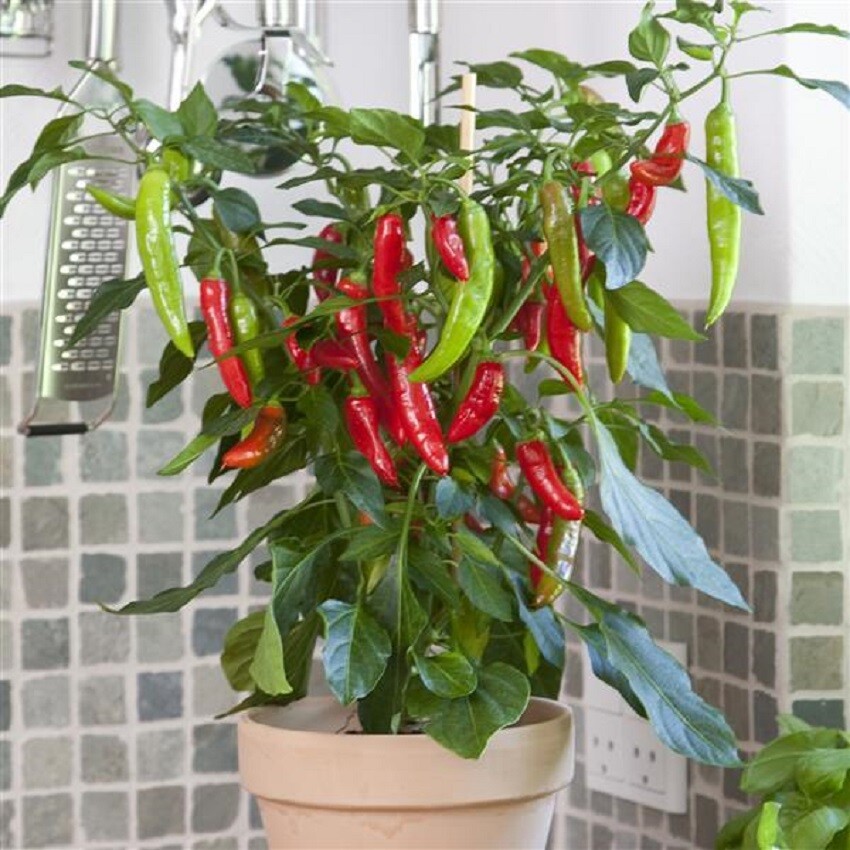Pepper Seeds 25 Hot Fajita Pepper Edible Potted Pepper F1 Pepper NEW