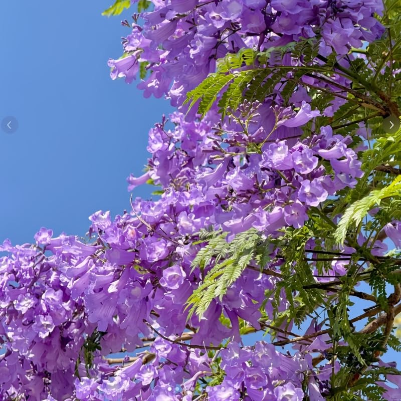 Jacaranda Tree Seeds 100pcs – Stunning Blue Flowering Bonsai, DroughtTolerant…