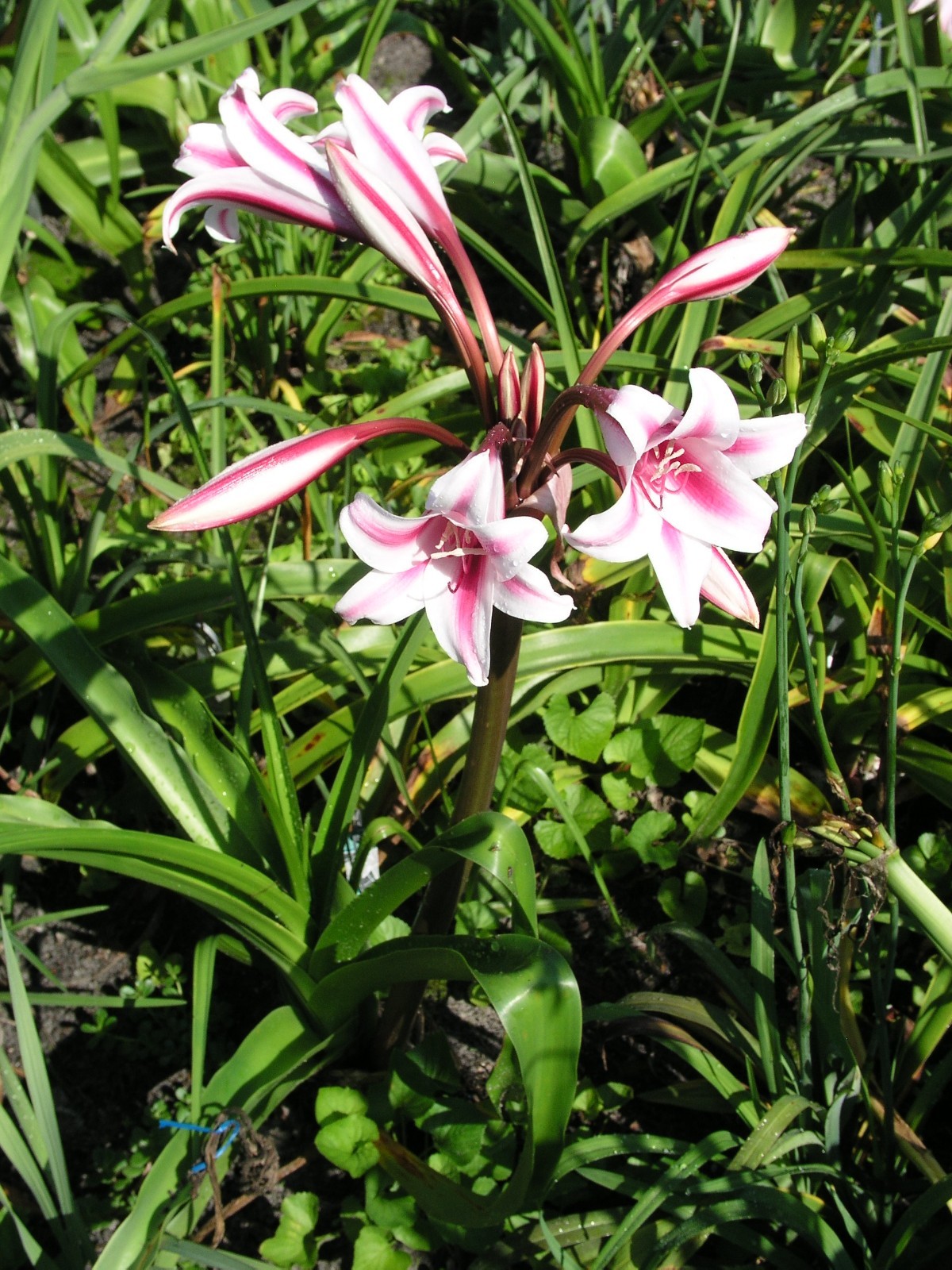 Crinum Lily, herbertii Schreck, jumbo, blooming-size bulb, NEW, RARE