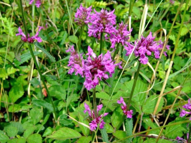 Stachys officinalis | Wood Betony | 10 Seeds