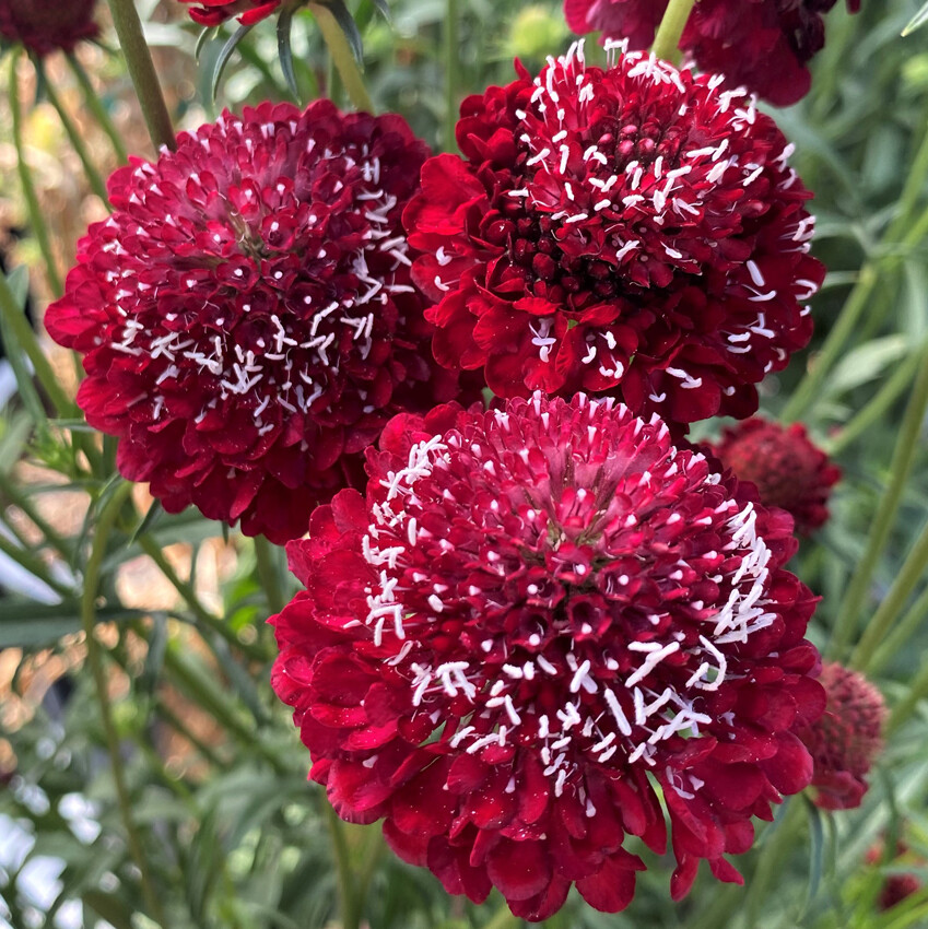 Scabiosa Raspberry Red Pincushion Flower Seeds 30 for 2023