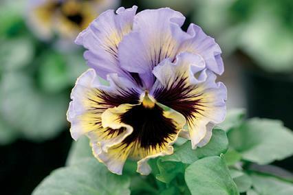 Pansy Frizzle Sizzle Yellow-Blue Swirl 250 seeds