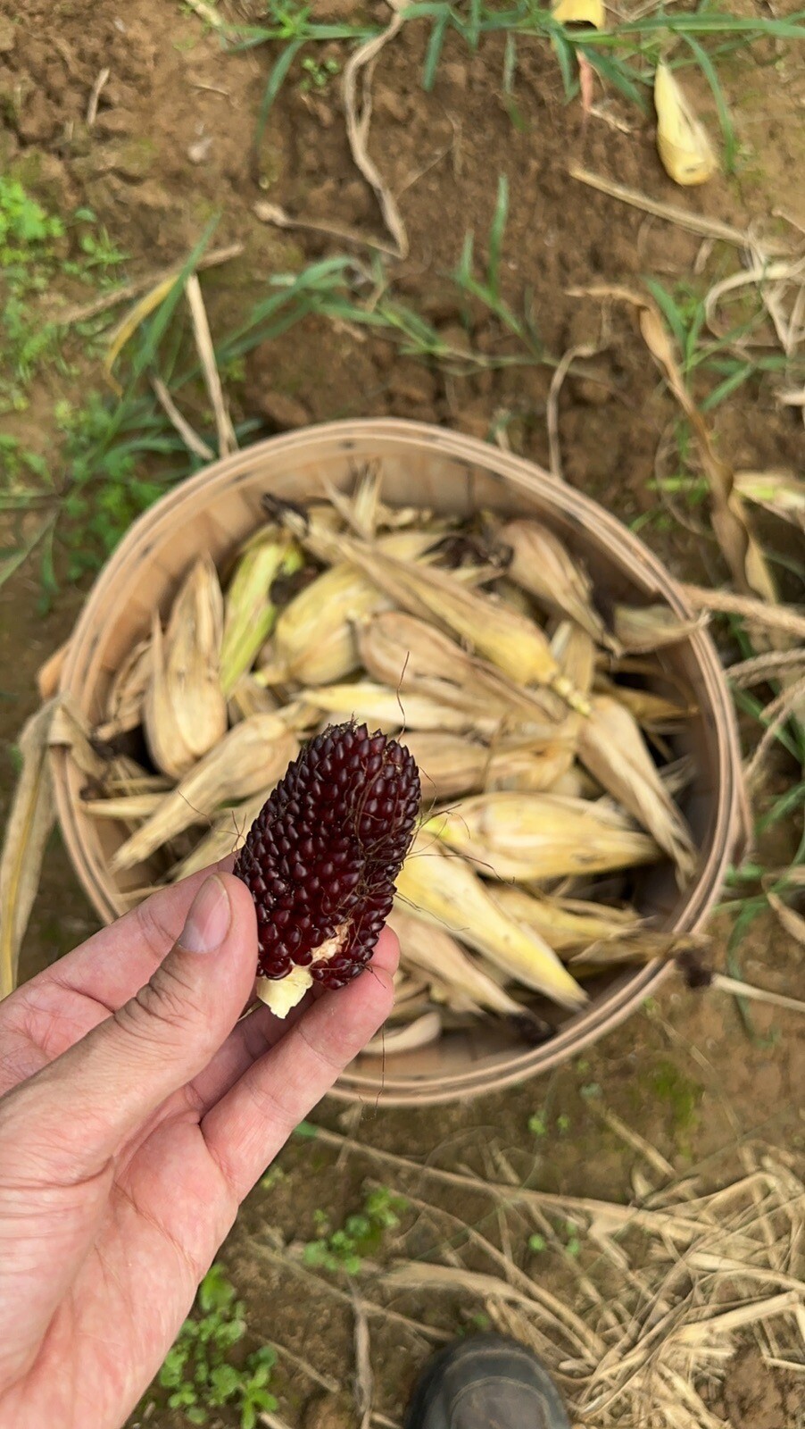 Organic Strawberry Popcorn Seeds – Annual Variety