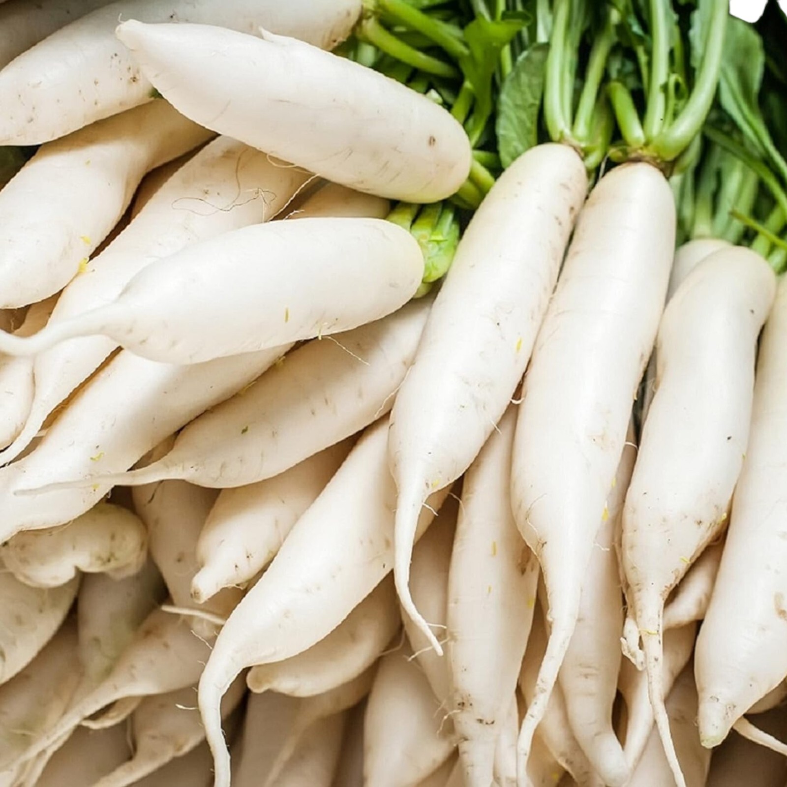 400pcs White Icicle Radish Seeds – Heirloom, Non-GMO, Perfect for Home Vegetable