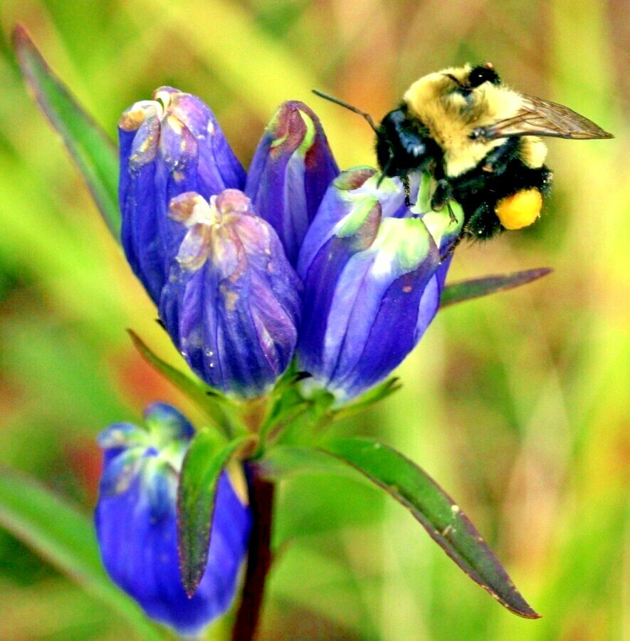 300+BOTTLE GENTIAN Seeds Perennial Native Wildflower Shade Garden Pato Container