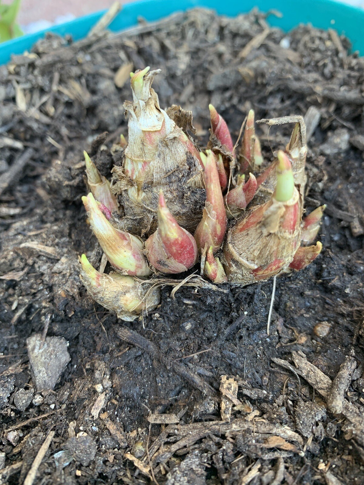 Tuberose Fragance 1 Clump,Bulbs 3+ Sz S/M Mixed, Rooted &Sprouted Ready To Plant