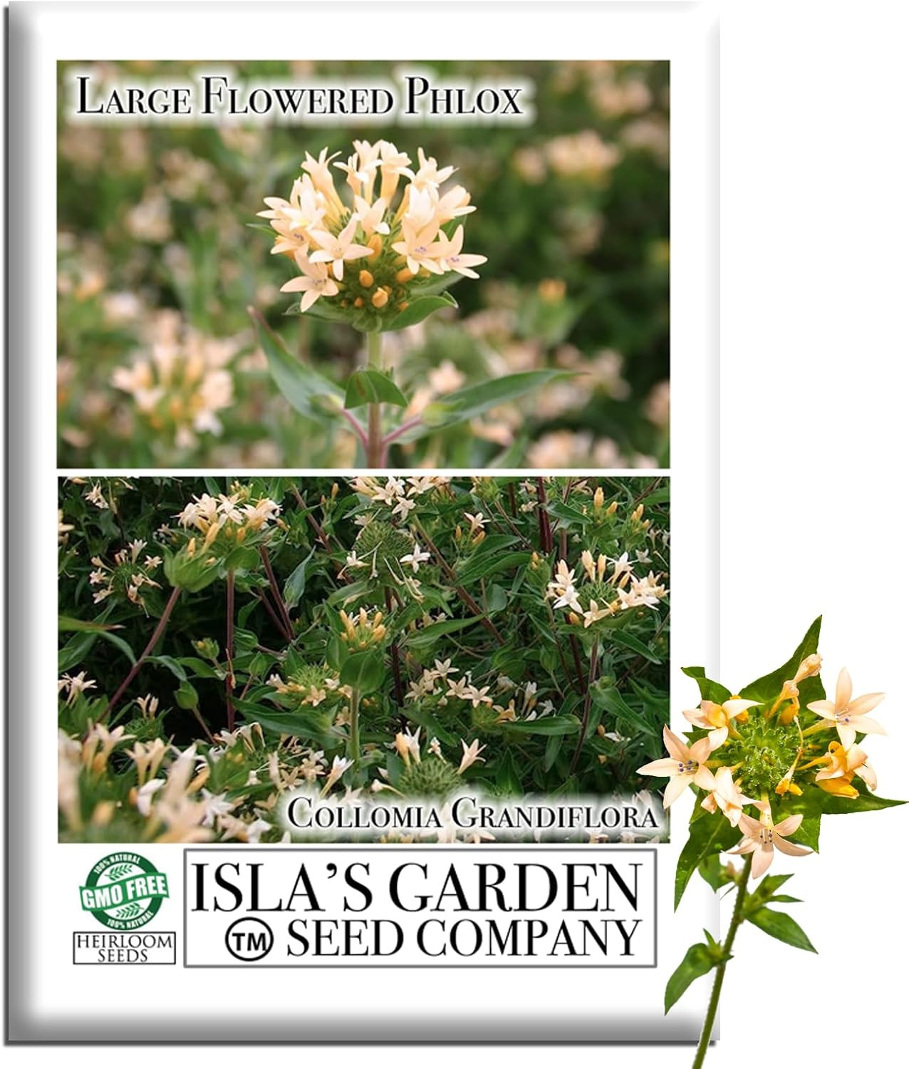 Large Flowered Phlox Collomia Seeds for Planting, Bush-Like Flowering Plant, 200