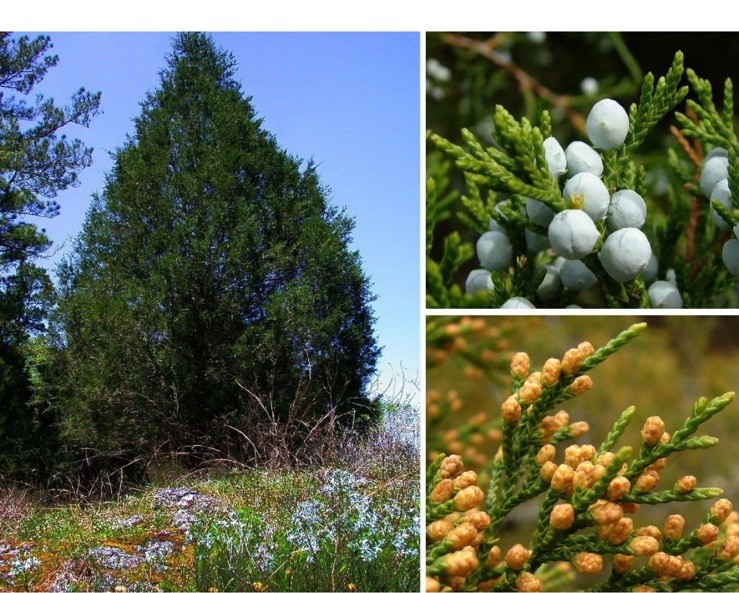 Eastern Red cedar, Juniperus virginiana, Tree Seeds (Evergreen) 1000 Seeds