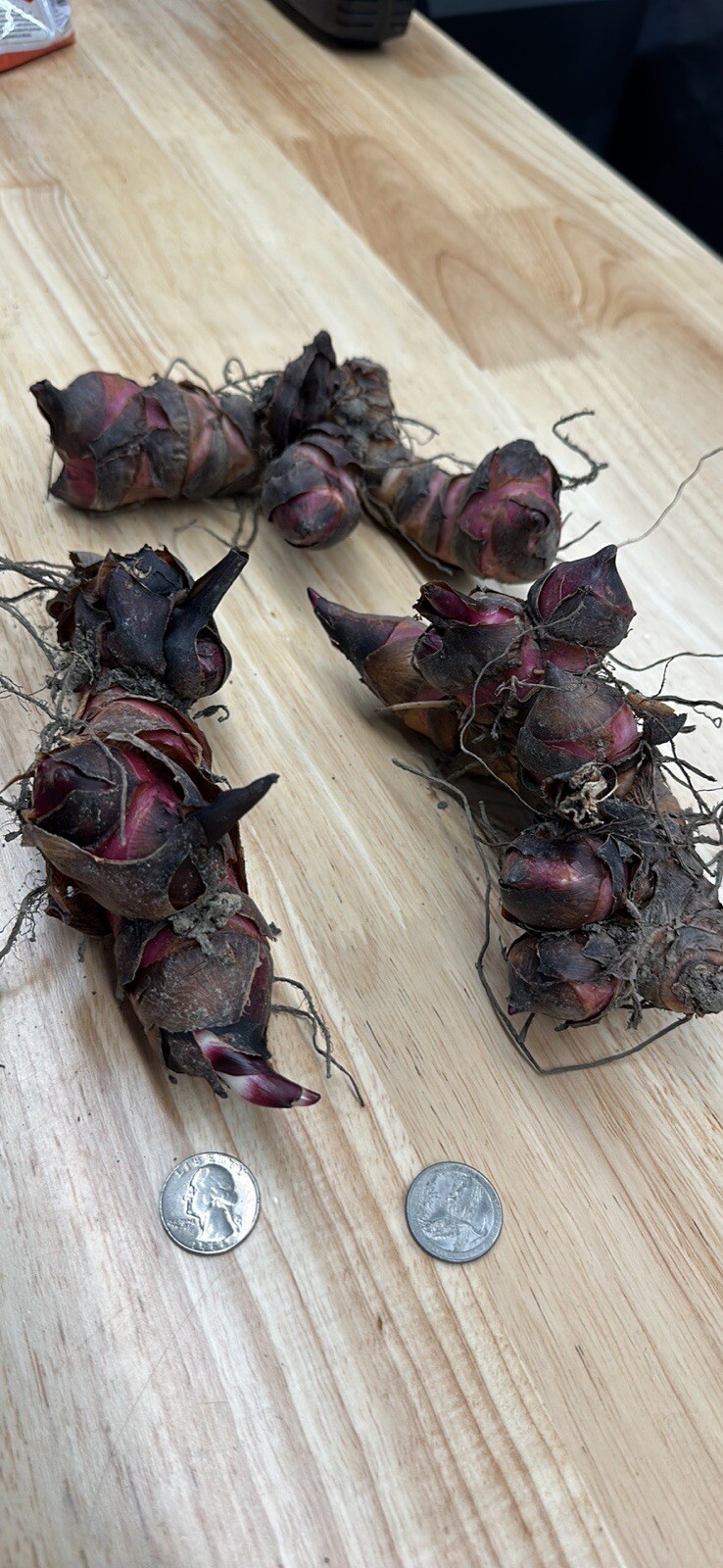  Canna Bulbs, you get 3 clusters of Jumbo Canna Bulbs