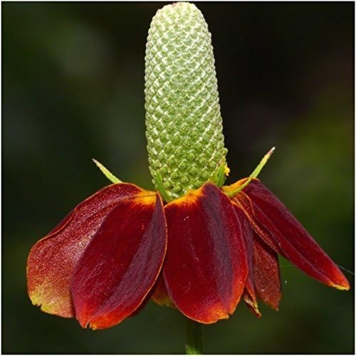 Diverse Perennial Wildflower Seeds | 30,000+ Seeds for Summer to Fall Blooms
