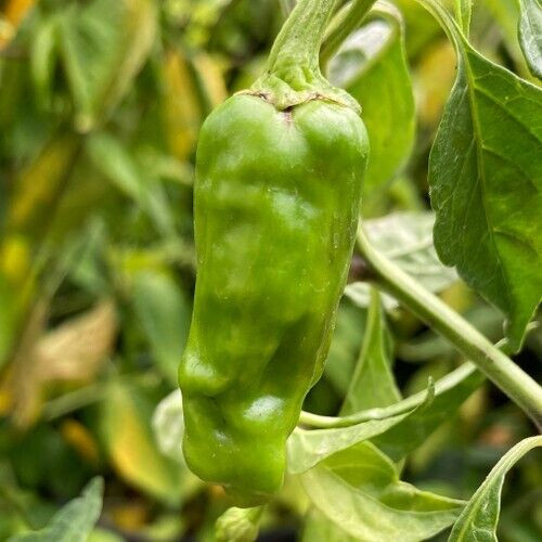 25 Fresh Heirloom Golden Greek Pepperoncini Premium Pepper Seeds-A 29
