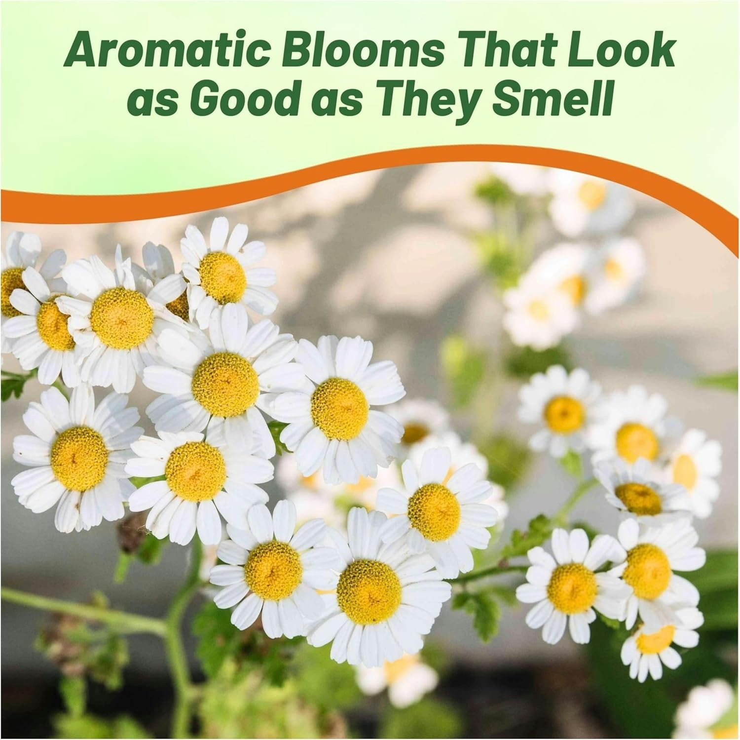 Roman Chamomile Seeds – 25000 Pcs Perennial, Drought Tolerant, Self-Seeding &…