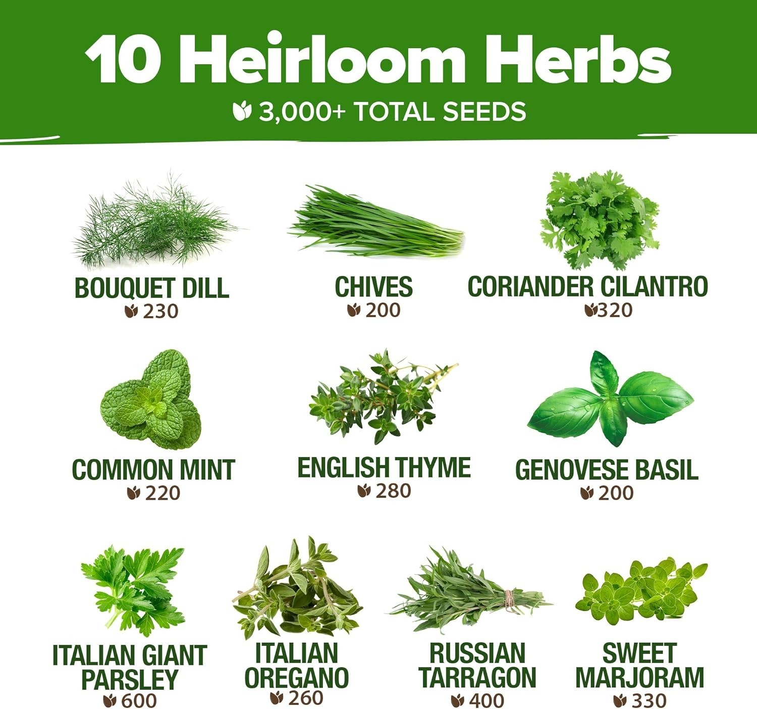 Sustainable Fresh Herb Seeds – 3000 Seeds for Culinary Excellence -Round