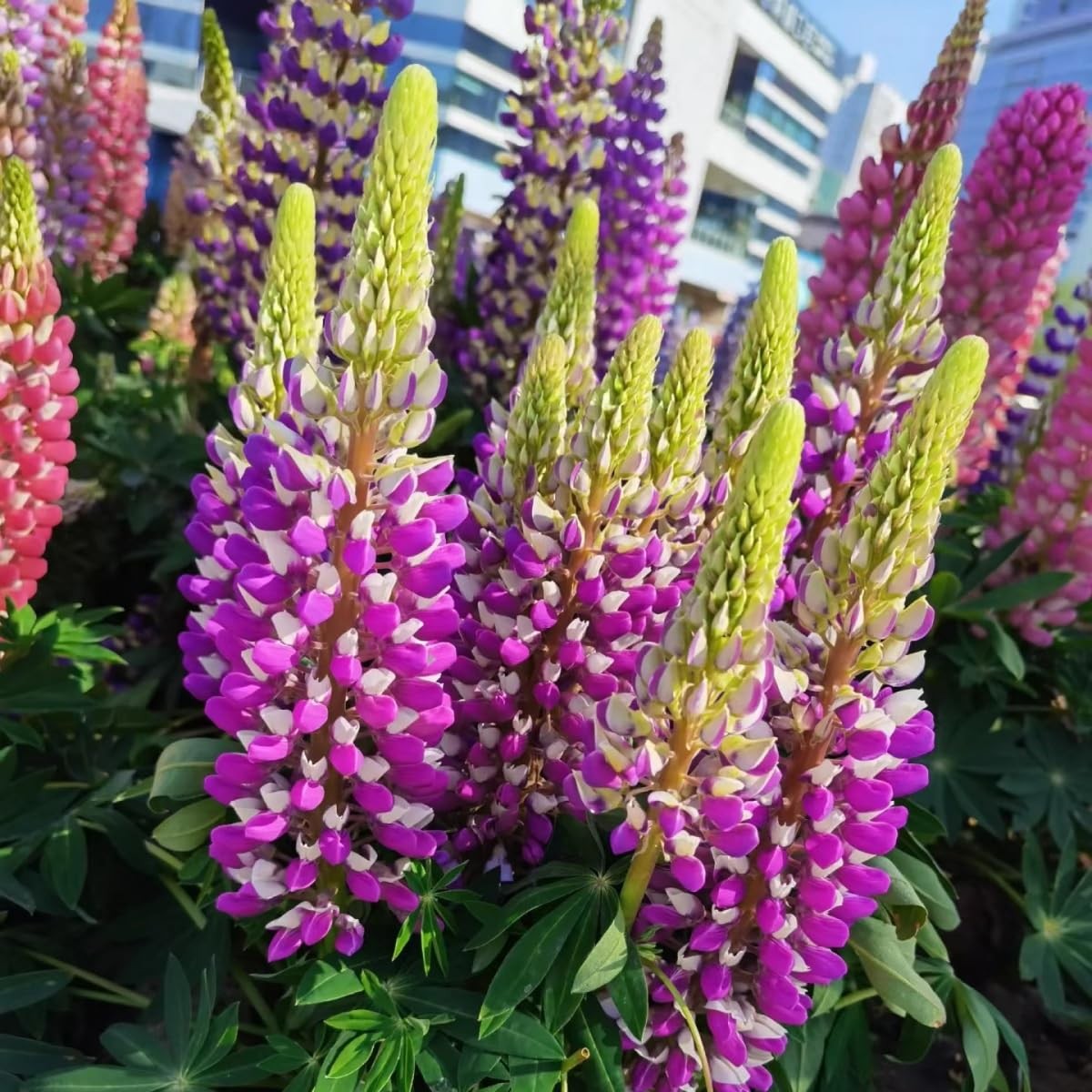 500 PCS Russell Lupine Seeds Mix Color Wildflower Perennial Giant Plants