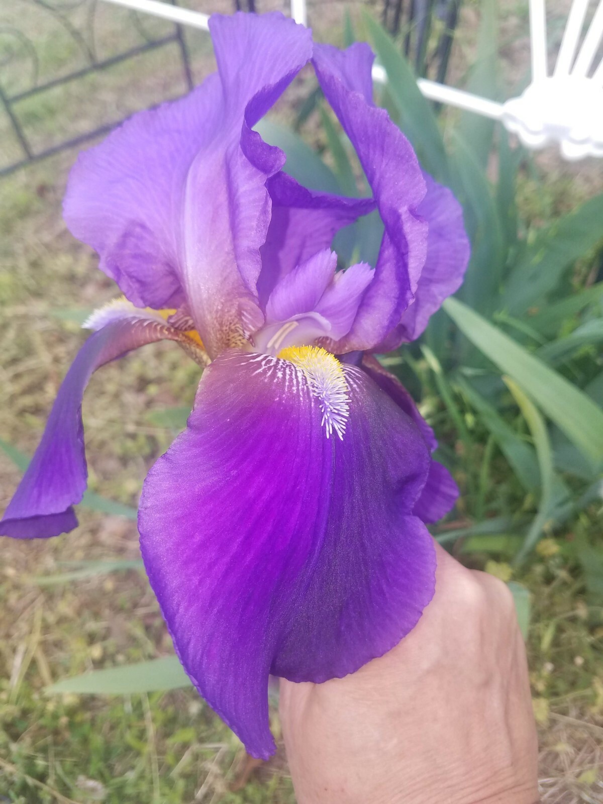 10x MIXED VARIETIES/COLORS IRIS BULBS RHIZOMES (Will BE TALL) Fresh