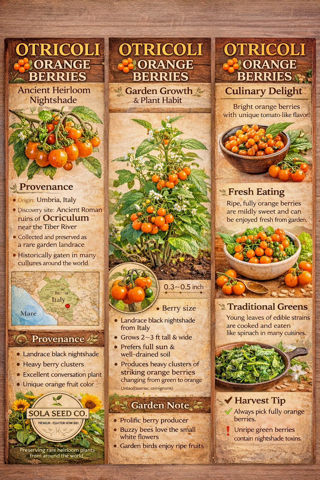 25 Rare Otricoli Orange Huckleberry Seeds Italian Heirloom Solanum edible USA