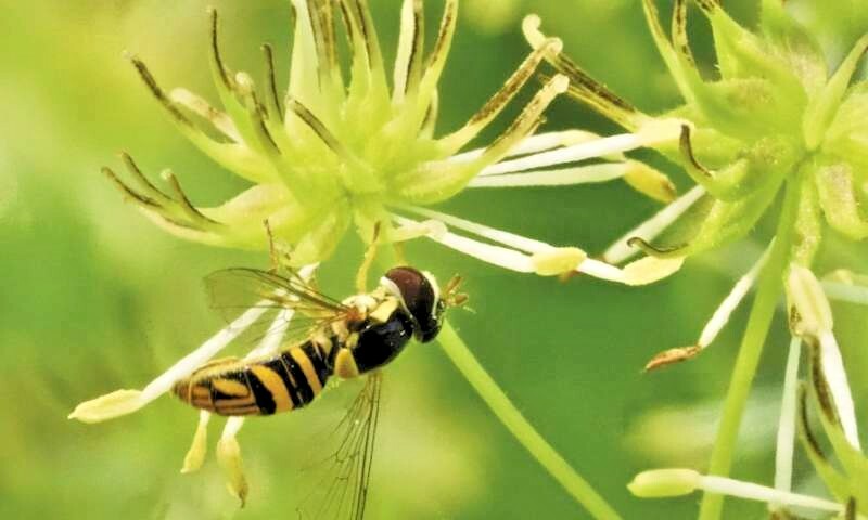2000+BENEFICIAL INSECT Native Wildflower Mix Seed 7 Different Annual Perennial