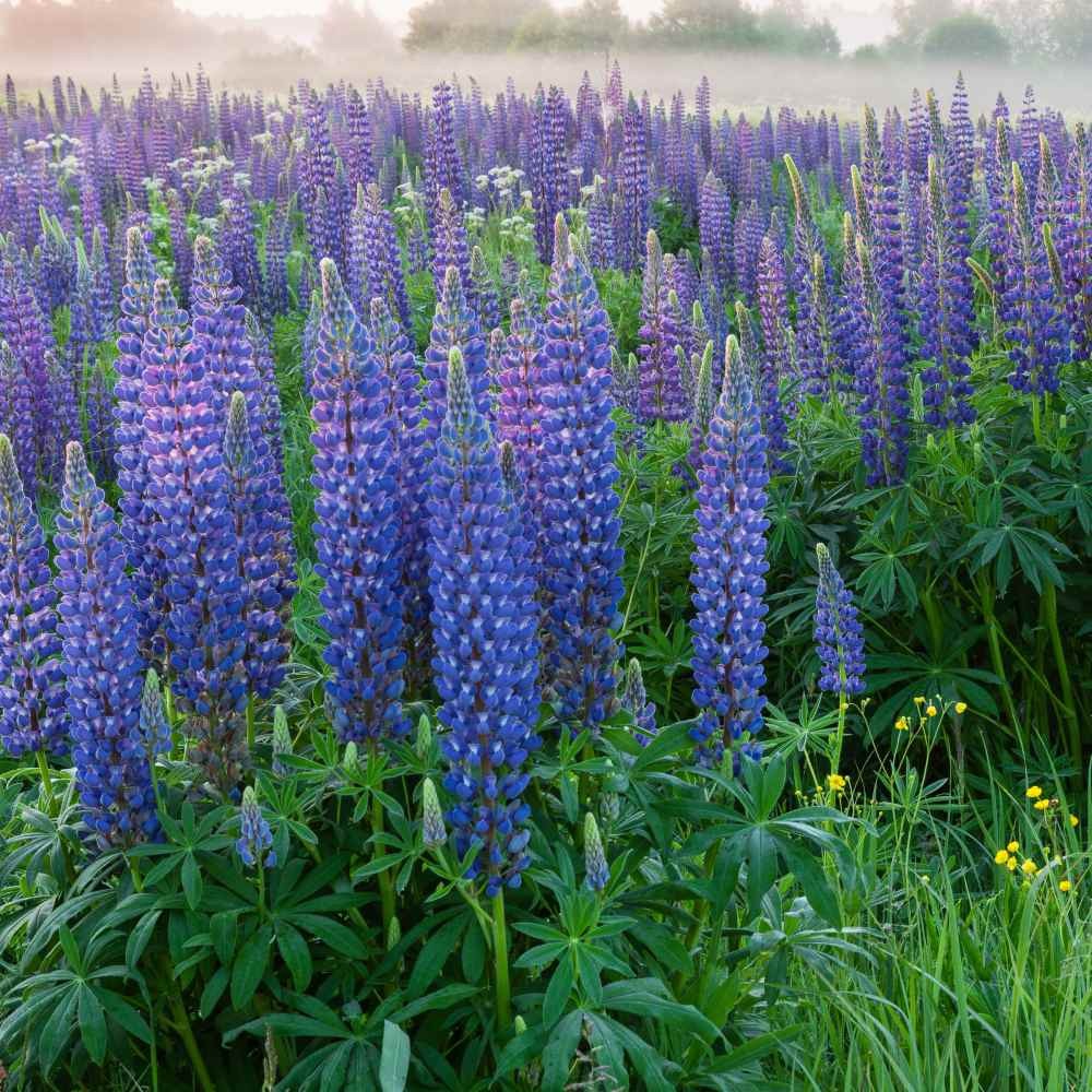 5 LBS Blue Perennial Lupine Seeds For Planting | Lupinus Perennis Wild Flower
