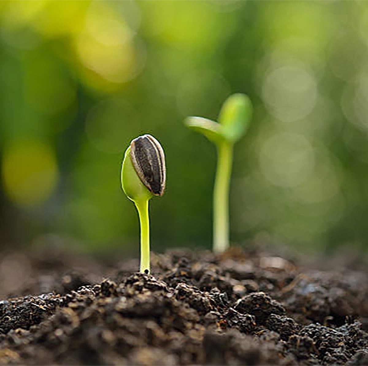 Giant Sunflower Seeds – Mammoth Grey Striped – Attracts Grey,Yellow