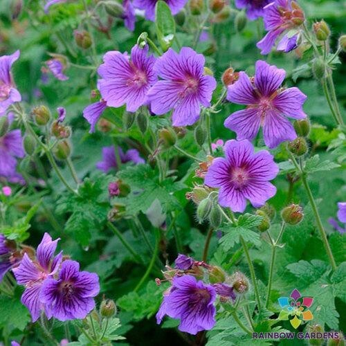 25+ Himalayan Cranesbill Geranium Seeds for Garden – USA – FREE SHIPPING!