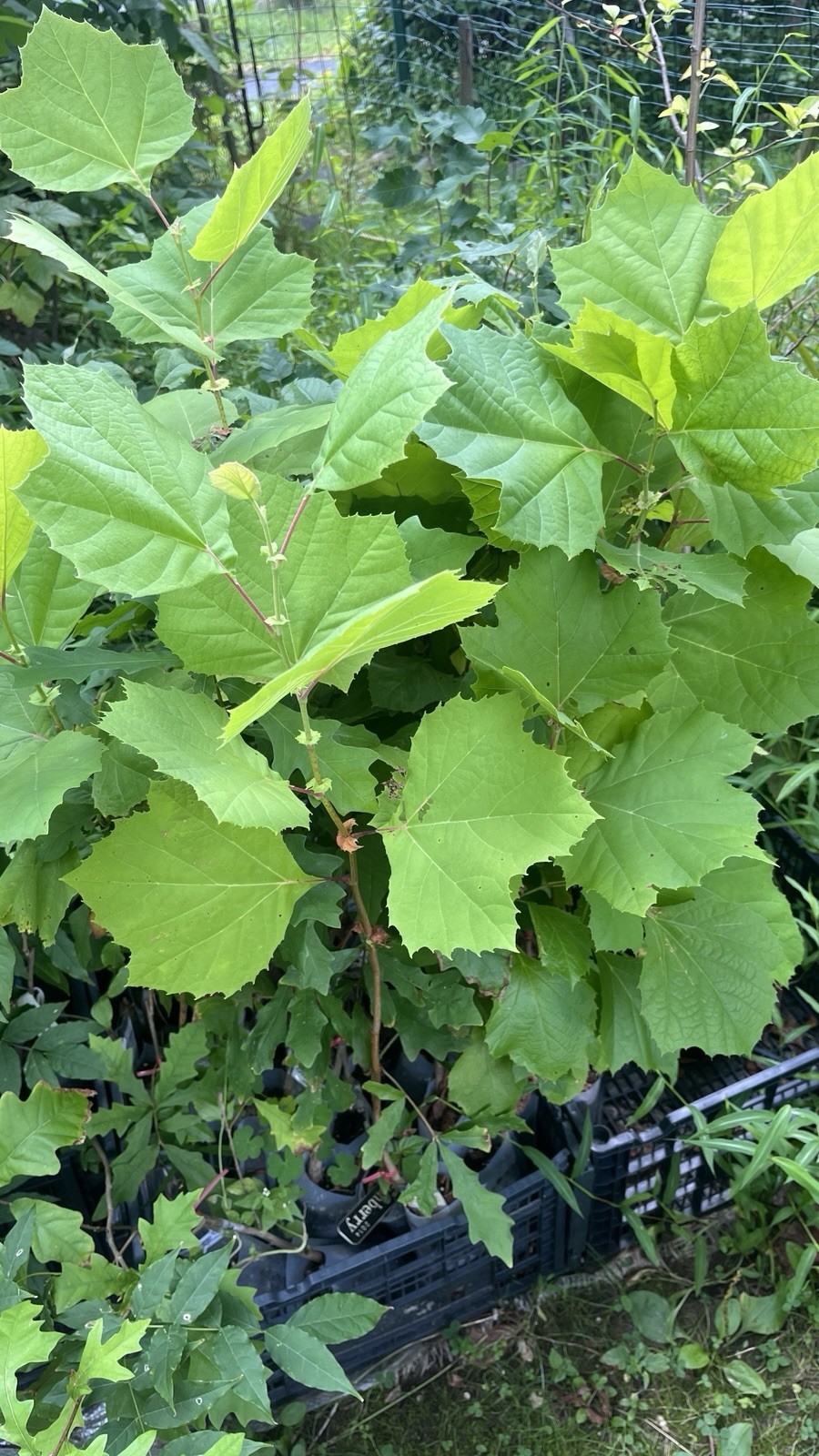 2-3 ft tall American Sycamore Tree – Platanus occidentalis 2 year old tree