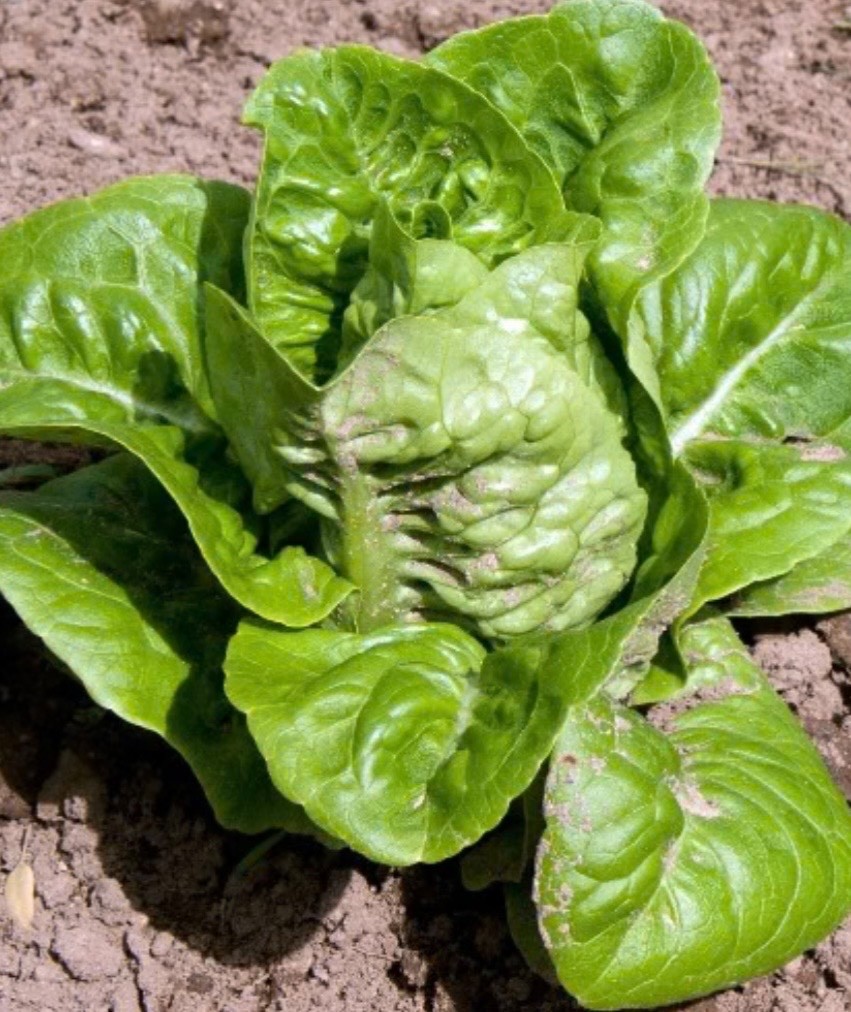 Organic Little Gem Lettuce – Fresh Seeds – Butterhead Petite Romaine – Non-GMO