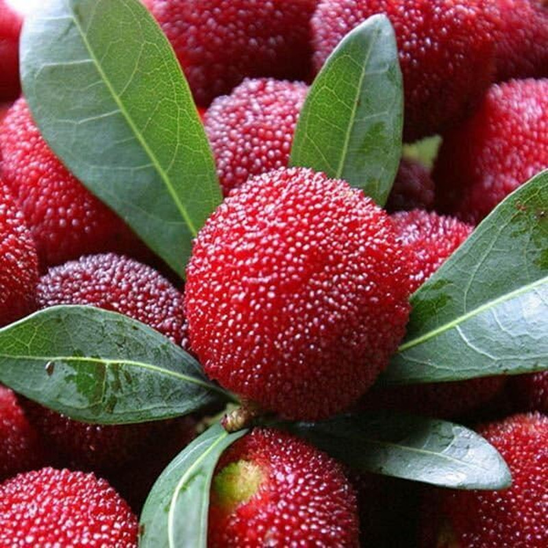 10+ Waxberry Seeds for Planting, Chinese Bayberry Seeds, Exotic Morella Rubra…