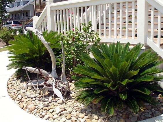 10 King Sago Palm Seeds (Cycas Revoluta) Rare Tropical Prehistoric Cycad Hardy-8