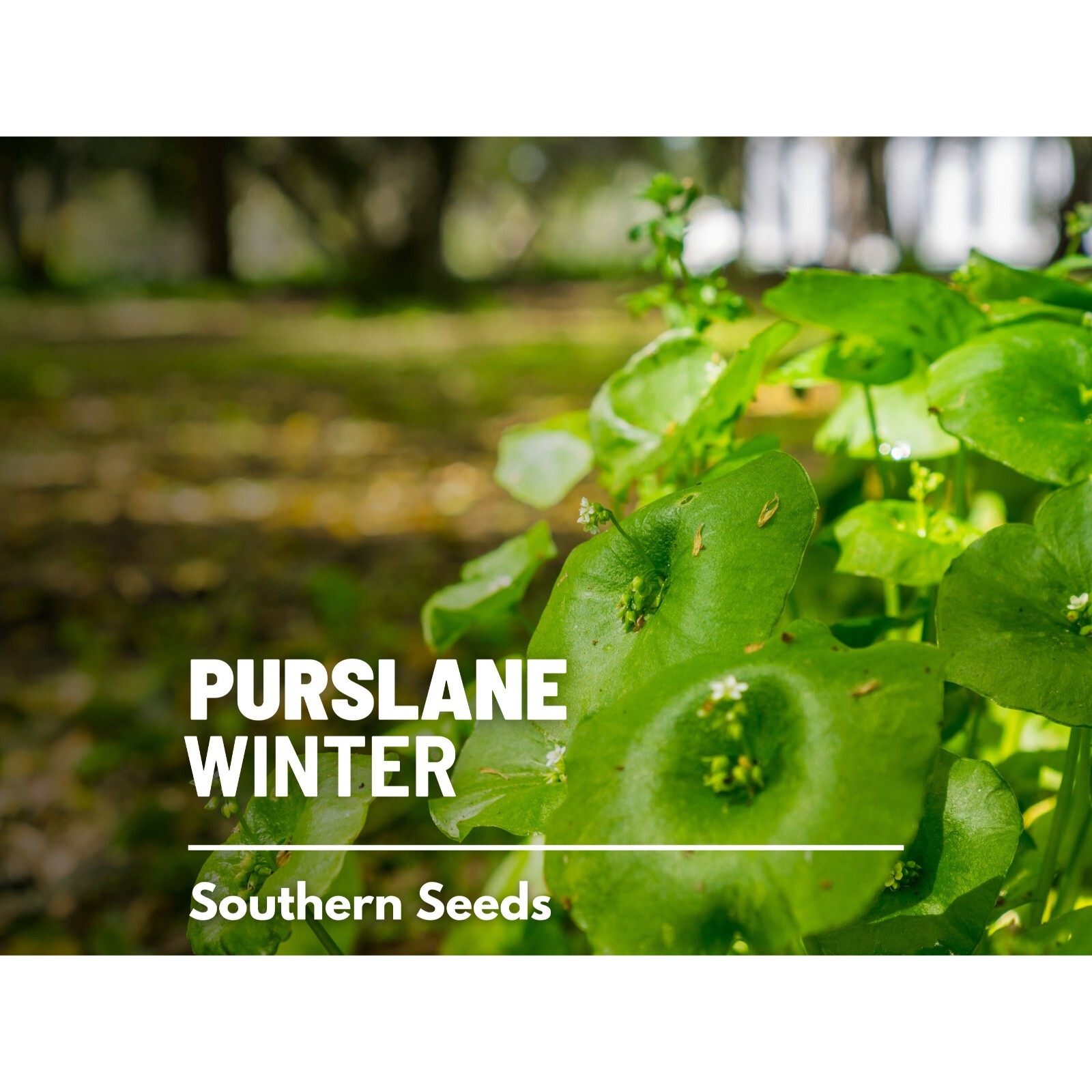 Purslane, Winter (Miner’s Lettuce) – 100 Seeds – Heirloom – Medicinal & Culinary