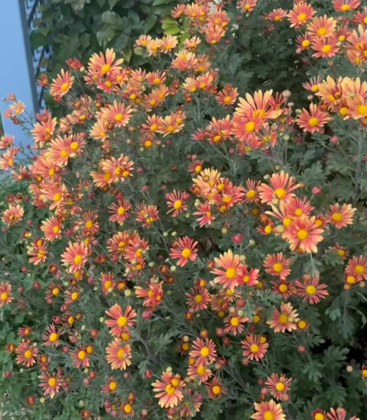 Campfire Glow Daisy Mum Plant – 3-5″ Tall – Fall-Blooming Orange Daisy Mum