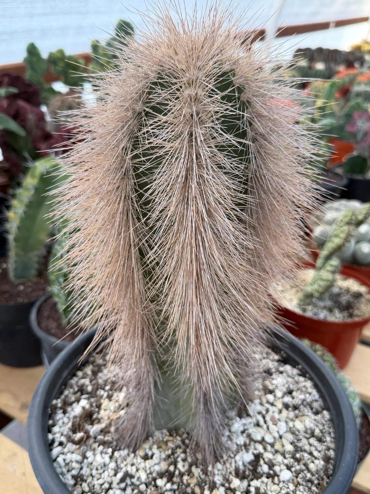 Woolly Rhino Columnar Cactus Cutting | Rare Calloused Live Plant Ready to Root #