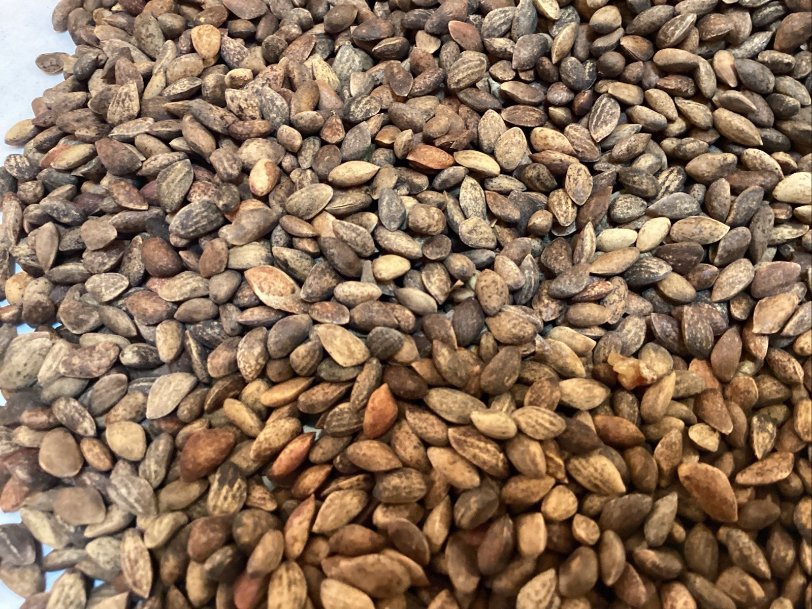 Japanese Black Pine Tree seeds (Pinus Thunbergii) ((Thunberg Pine))